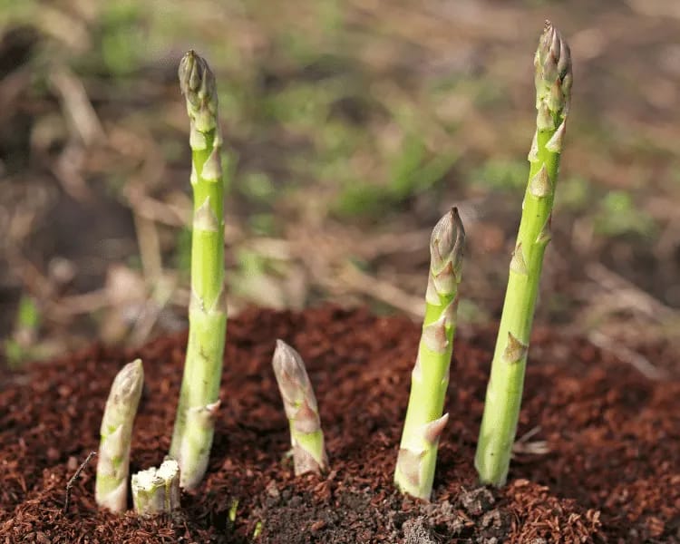Groene asperges