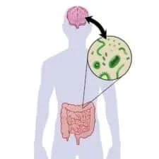 Gut Brain Connection