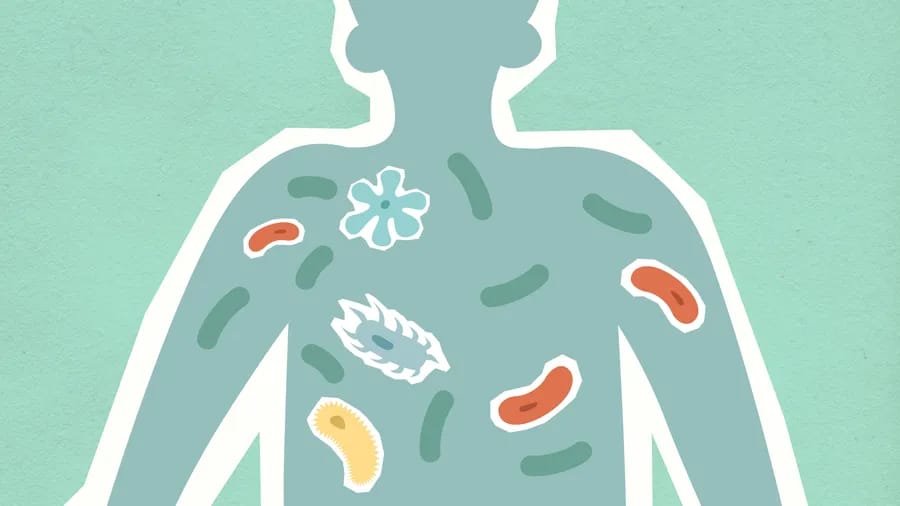 Microbioom en de darm-brein-orgaan-as: hoe darmbacteriën je gezondheid sturen
